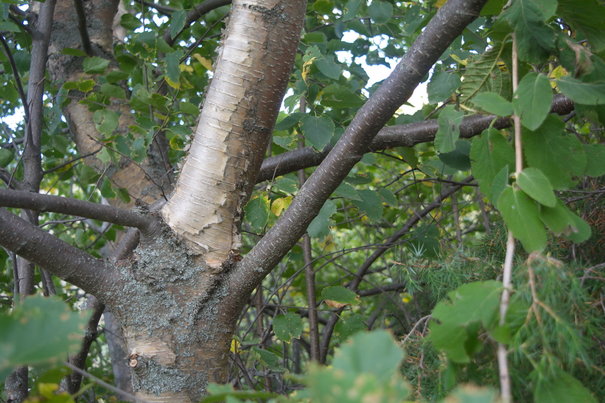 Image of genus Betula specimen.