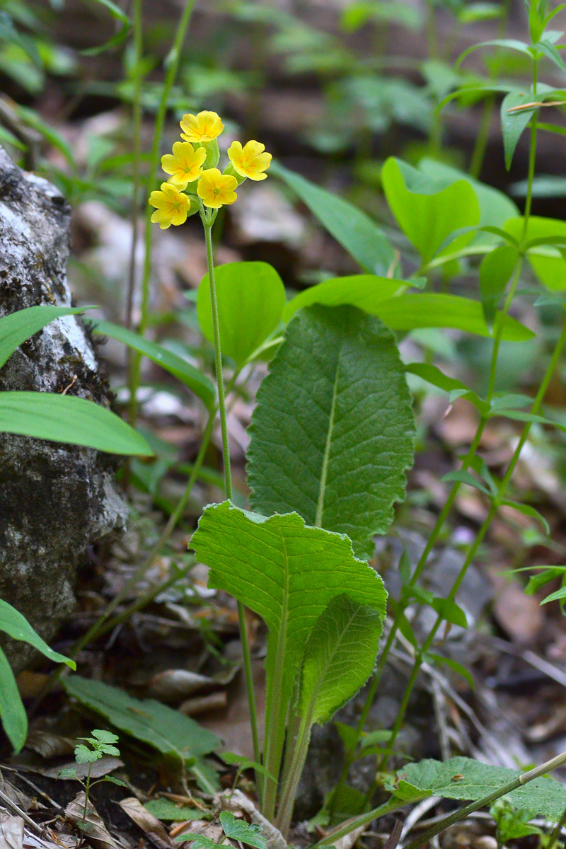 Изображение особи Primula macrocalyx.