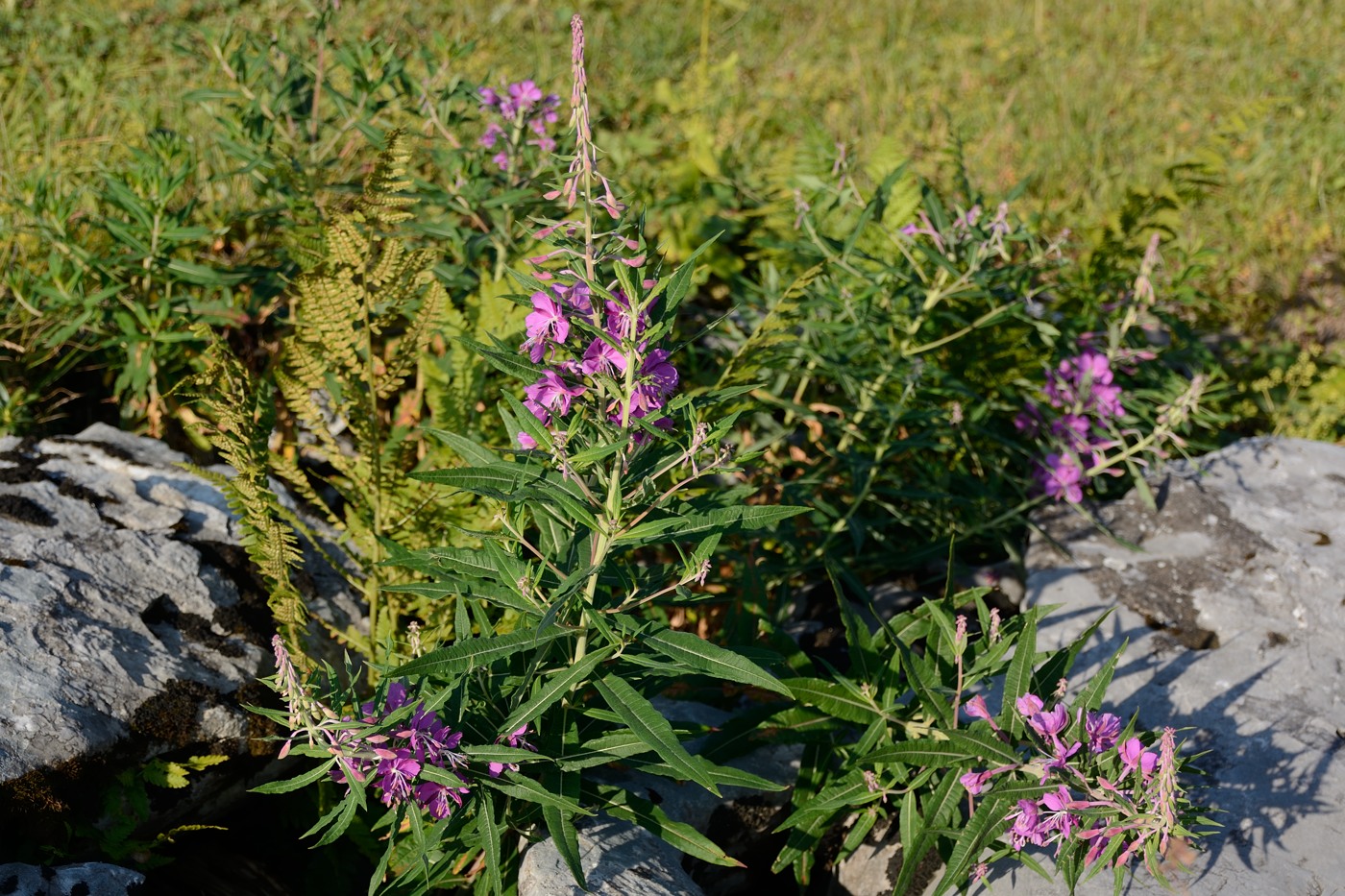 Image of Chamaenerion angustifolium specimen.