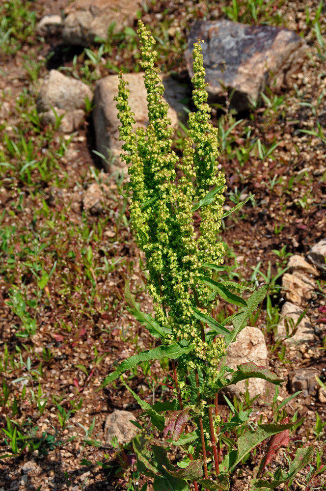 Image of genus Rumex specimen.