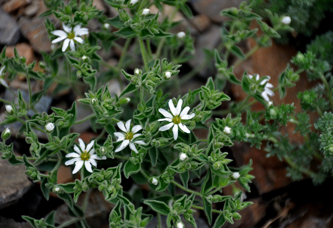 Image of Stellaria dichotoma specimen.