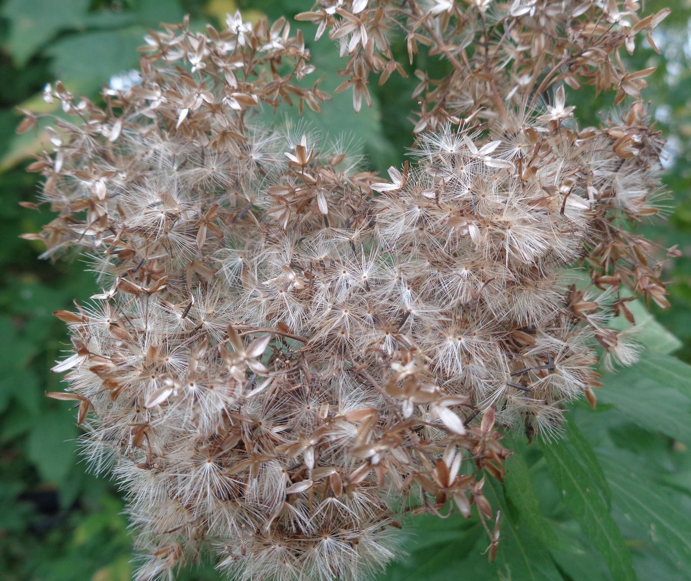 Изображение особи Eupatorium cannabinum.