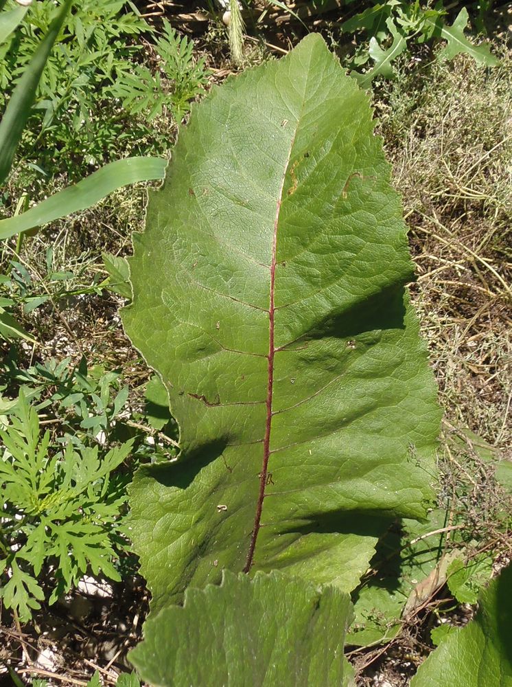 Image of Inula helenium specimen.