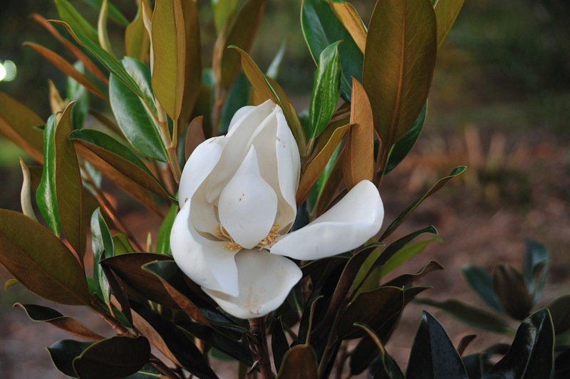 Изображение особи Magnolia grandiflora.