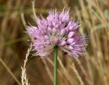 Allium lineare. Соцветие. Алтайский край, Благовещенский р-н, окр. пос. Степное озеро, полынно-типчаковая степь. 05.07.2020.