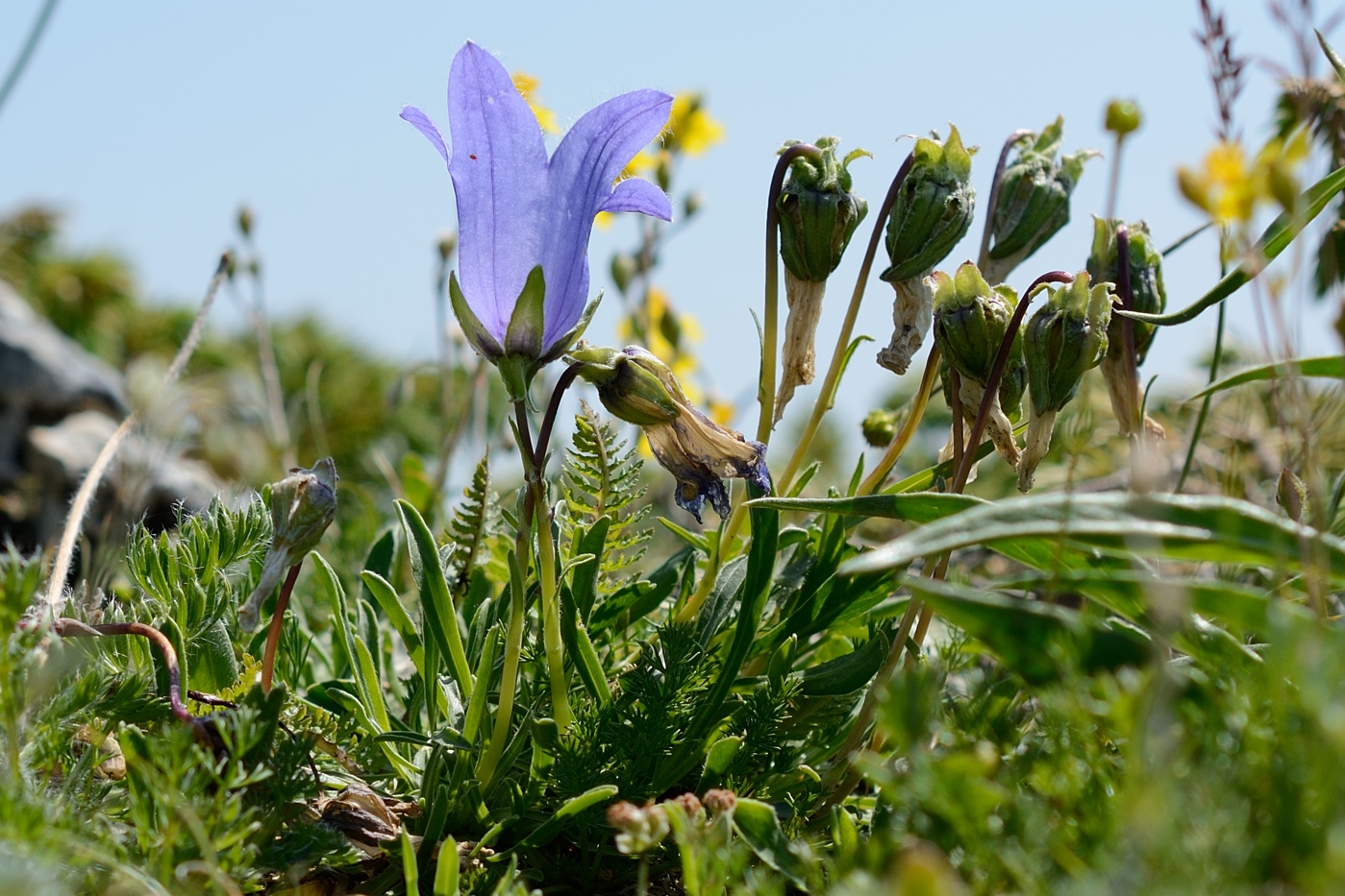 Image of Campanula biebersteiniana specimen.