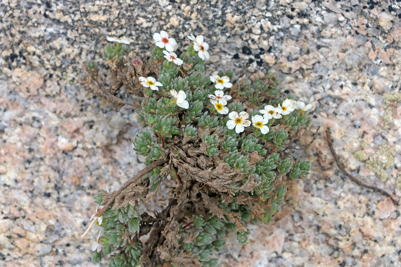 Image of Androsace dasyphylla specimen.