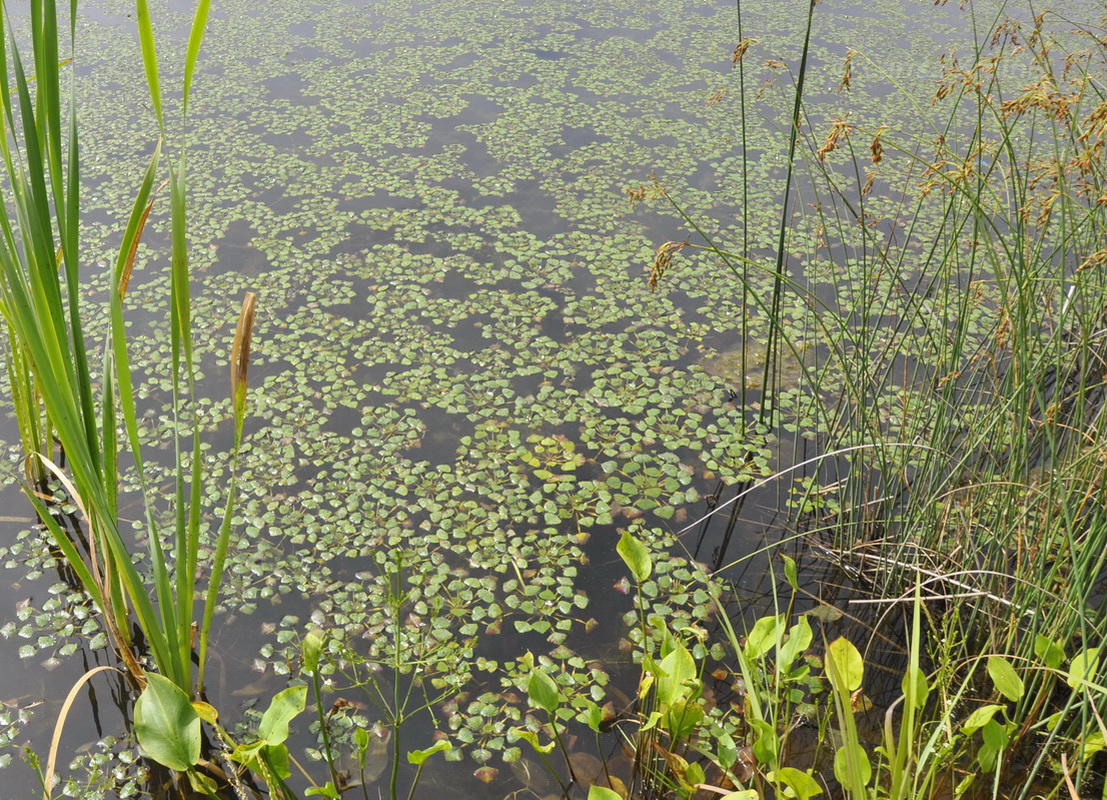 Image of Trapa pseudincisa specimen.