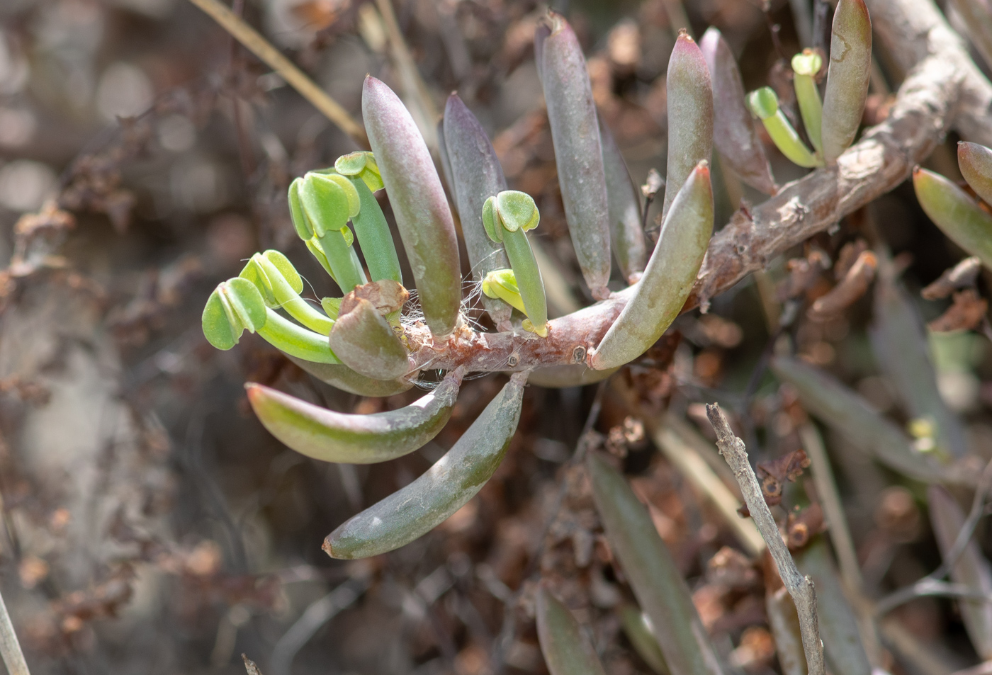 Image of genus Oxalis specimen.