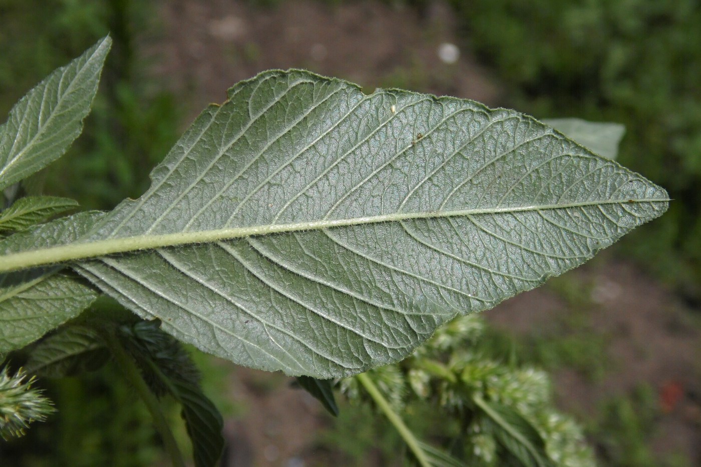 Image of Amaranthus retroflexus specimen.