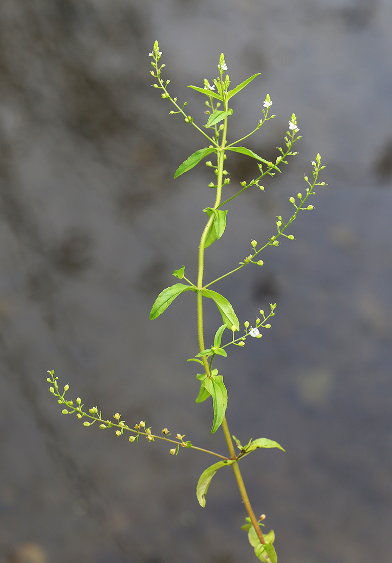 Image of Veronica anagalloides specimen.