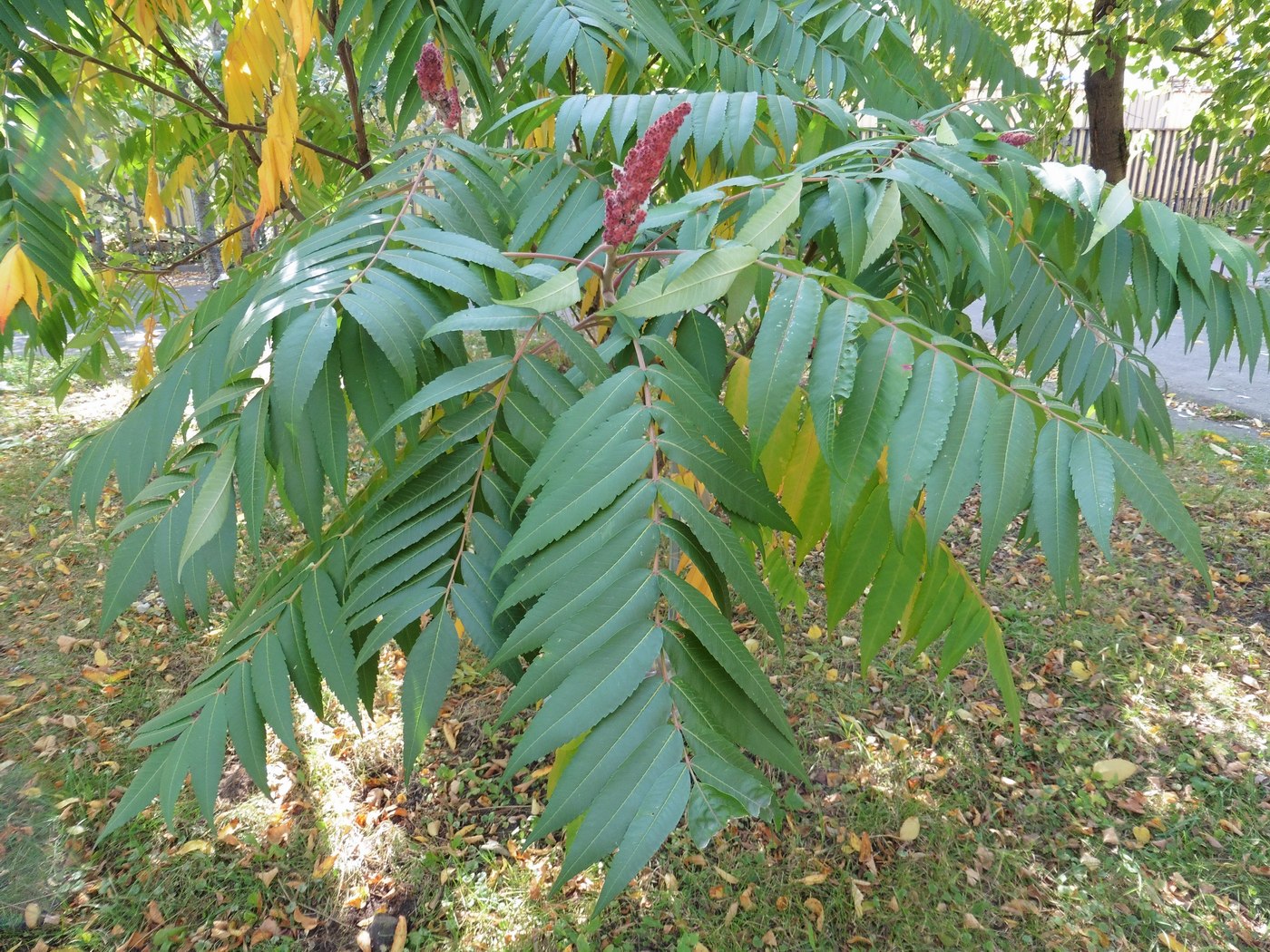 Image of Rhus typhina specimen.