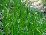 Carex arnellii