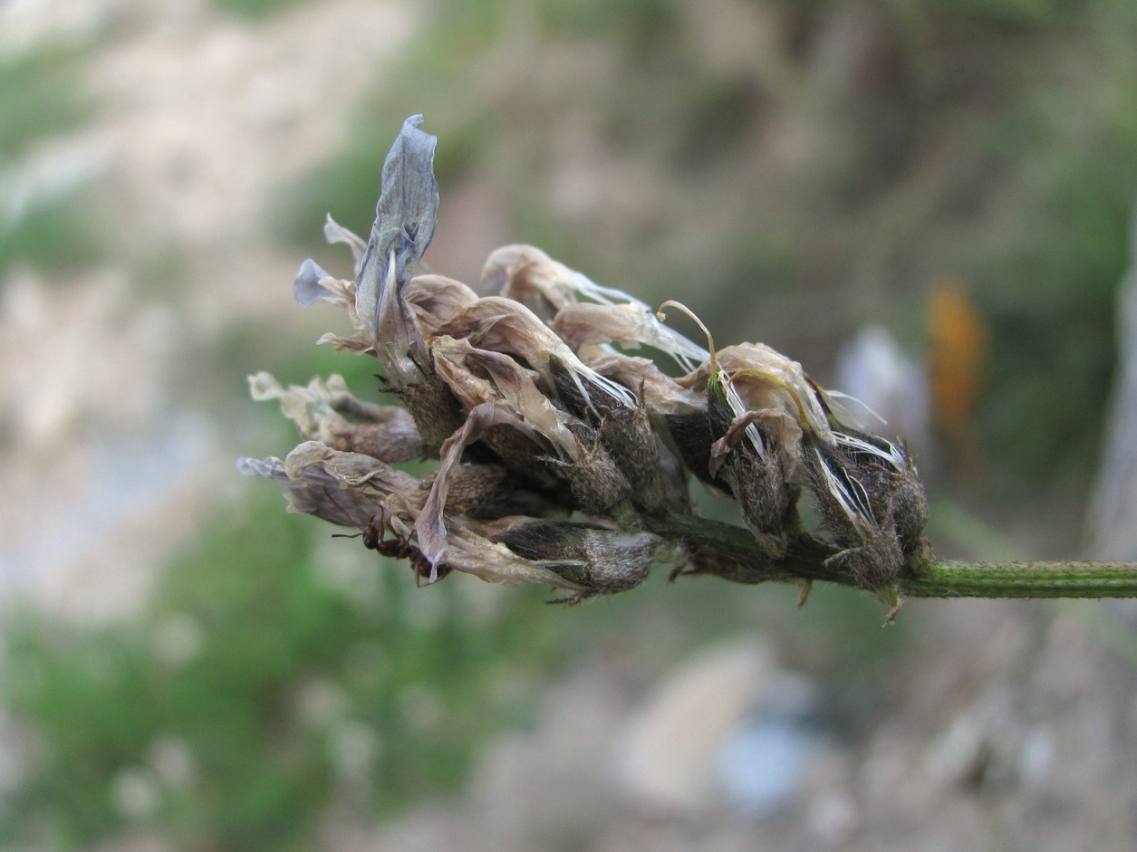 Изображение особи Astragalus captiosus.