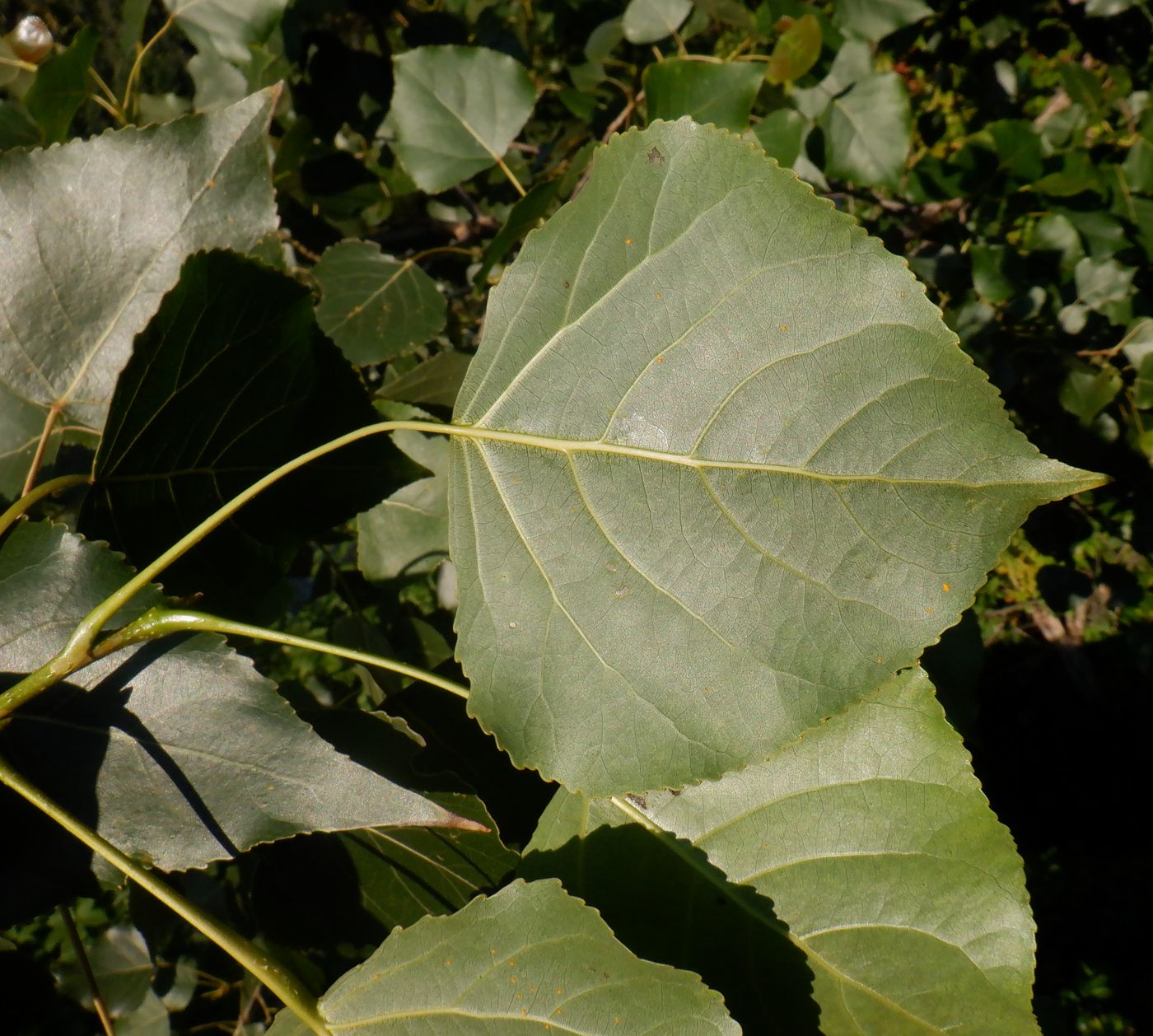 Изображение особи Populus &times; canadensis.