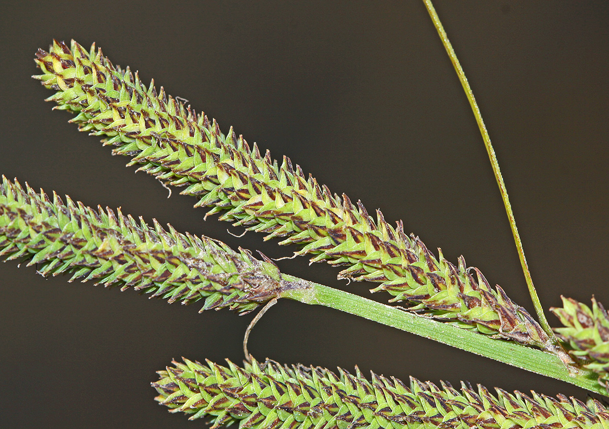 Image of Carex heterolepis specimen.