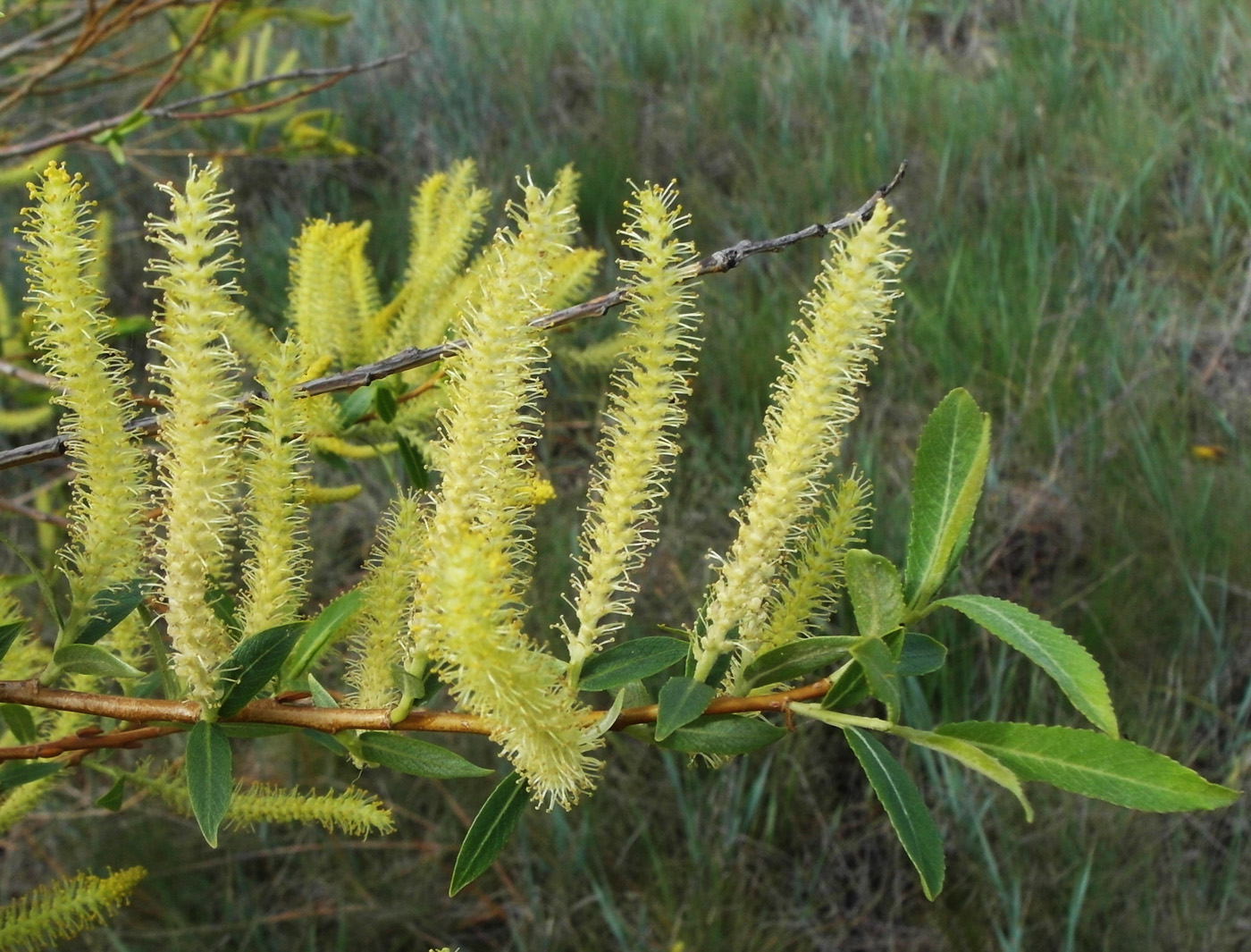 Image of Salix triandra specimen.