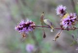 Mentha spicata