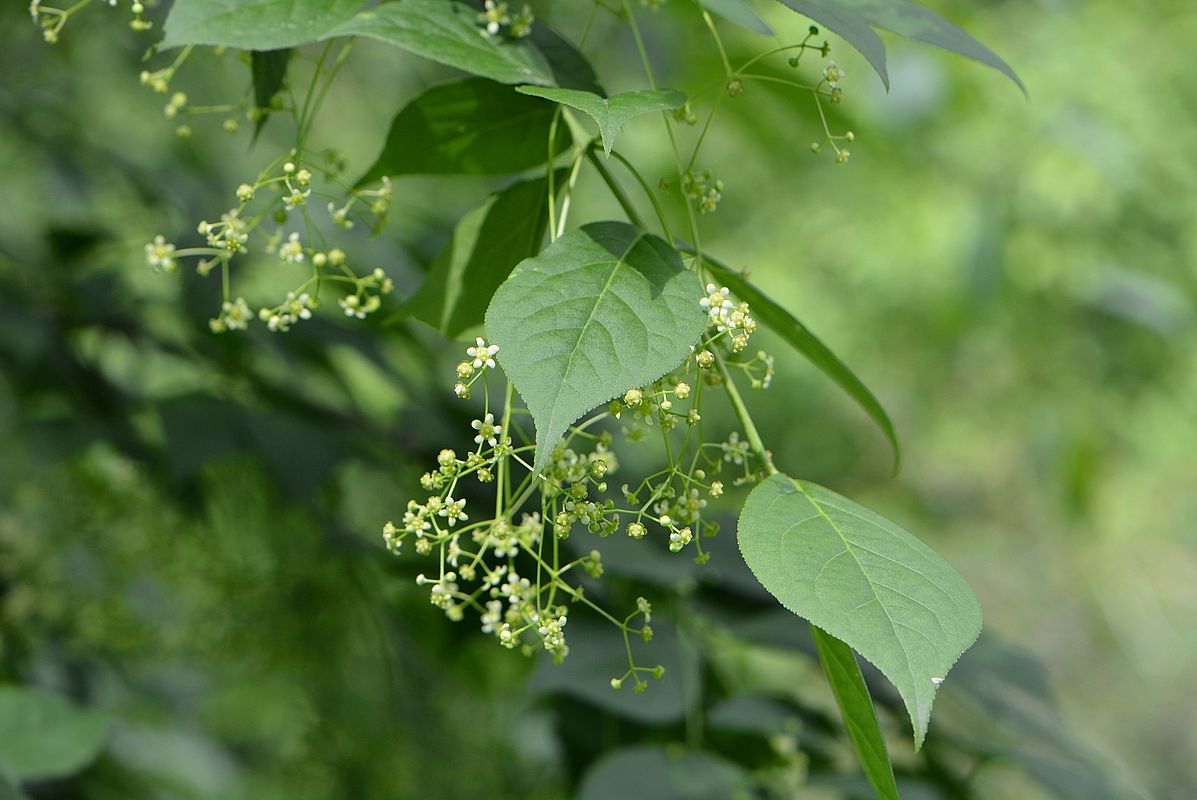 Изображение особи Euonymus macropterus.