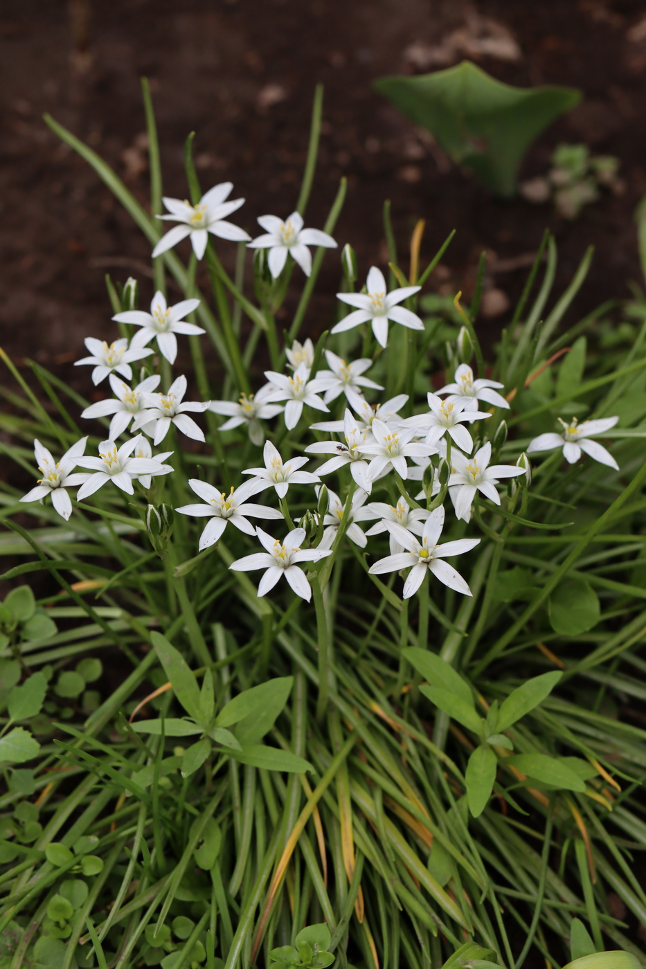 Image of Ornithogalum umbellatum specimen.