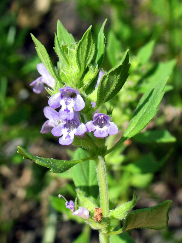 Изображение особи Ziziphora acinos.