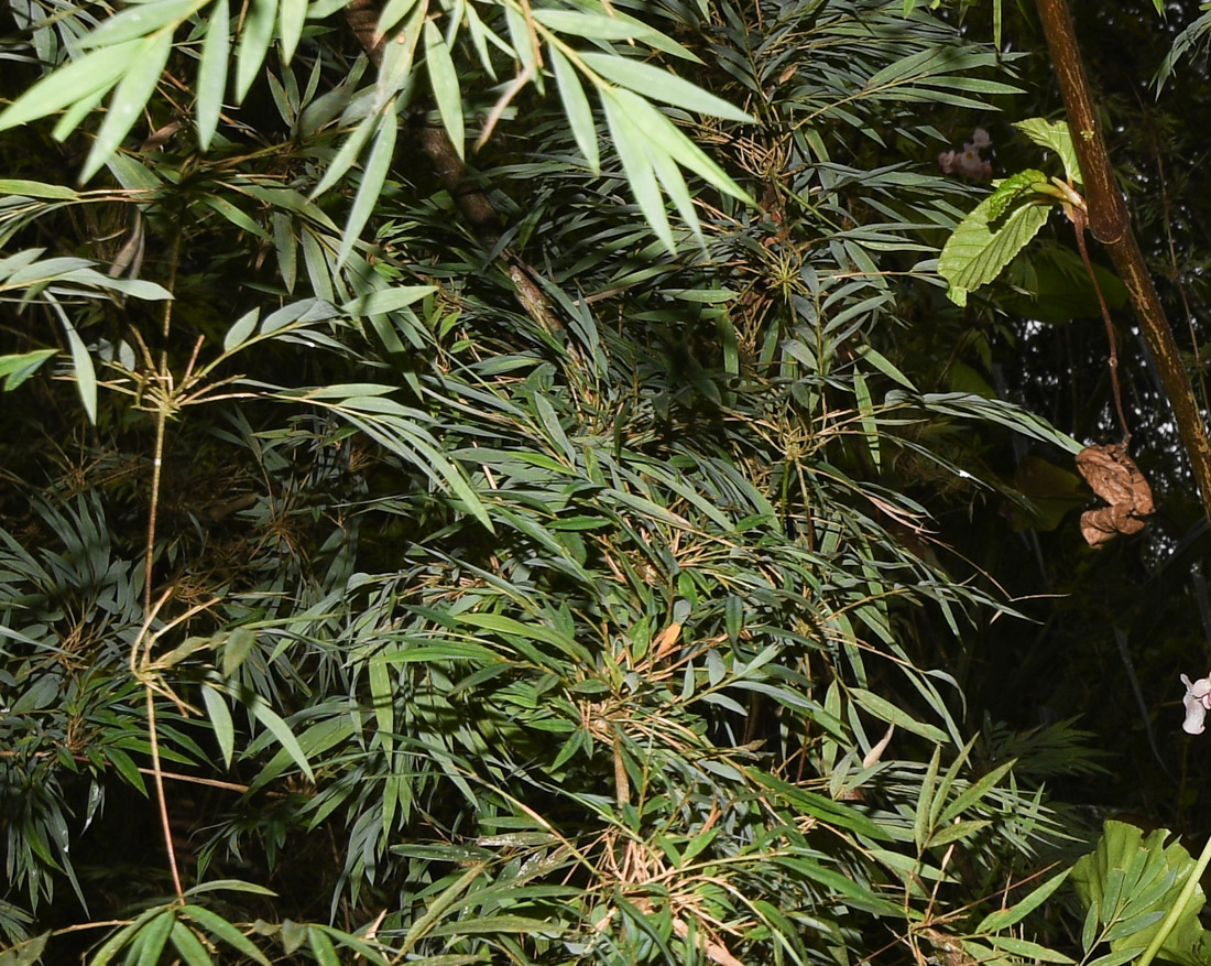 Image of familia Poaceae specimen.