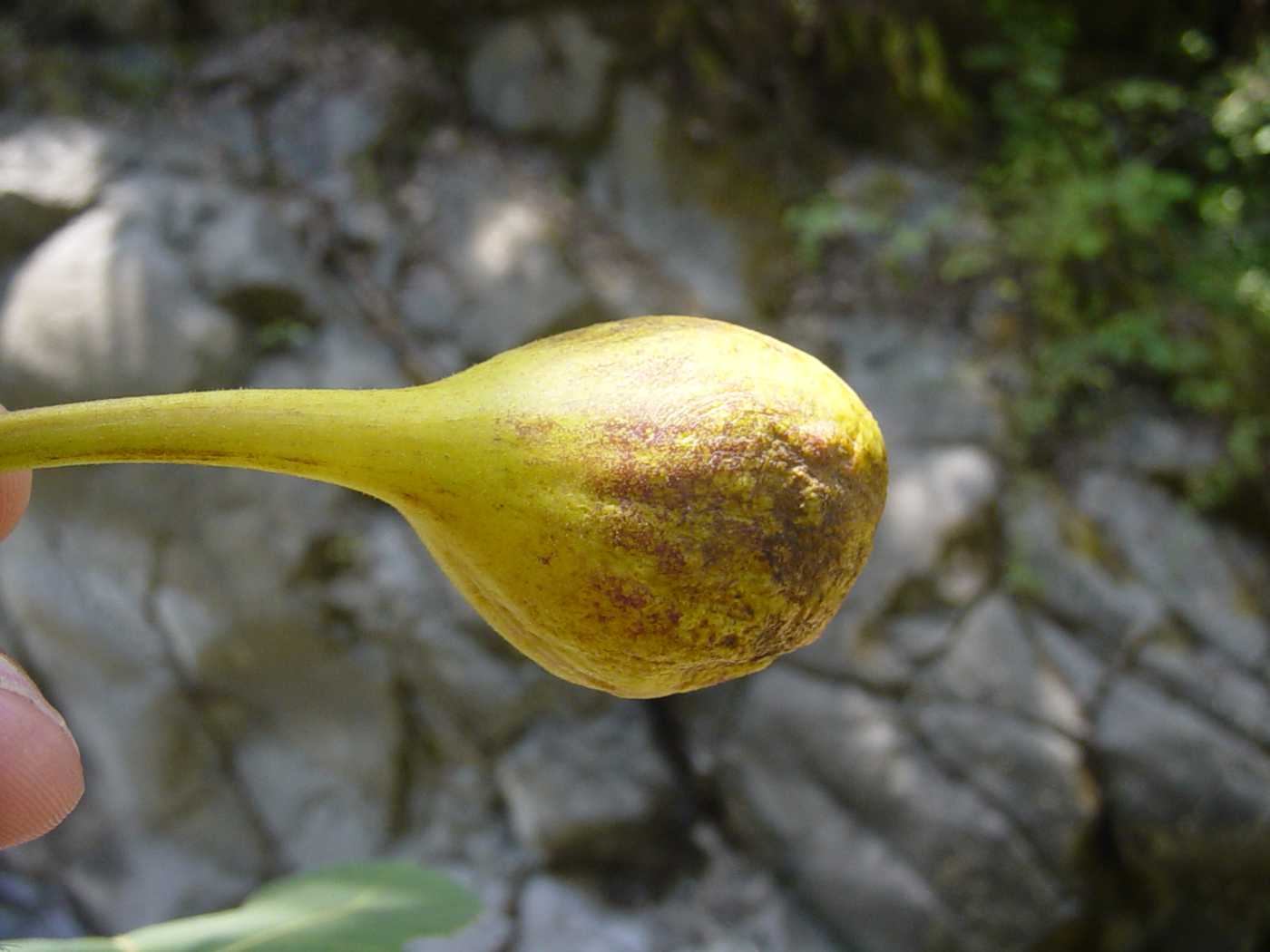 Изображение особи Ficus carica.