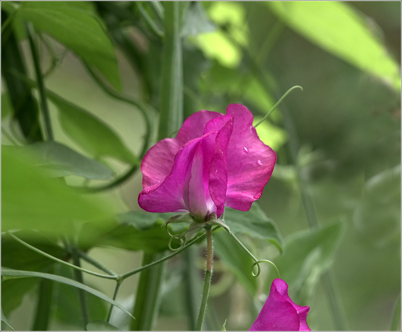 Image of Lathyrus odoratus specimen.