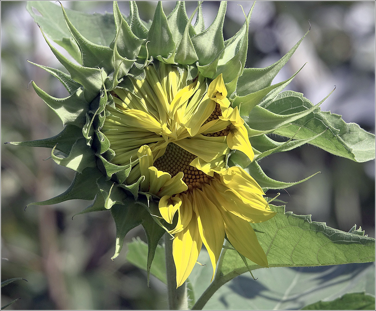 Image of Helianthus annuus specimen.