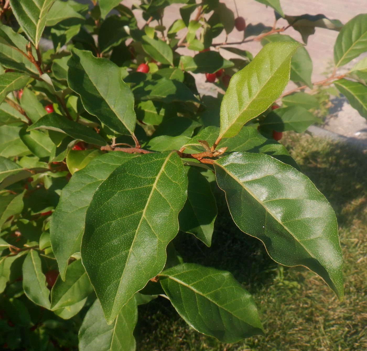 Image of Elaeagnus multiflora specimen.