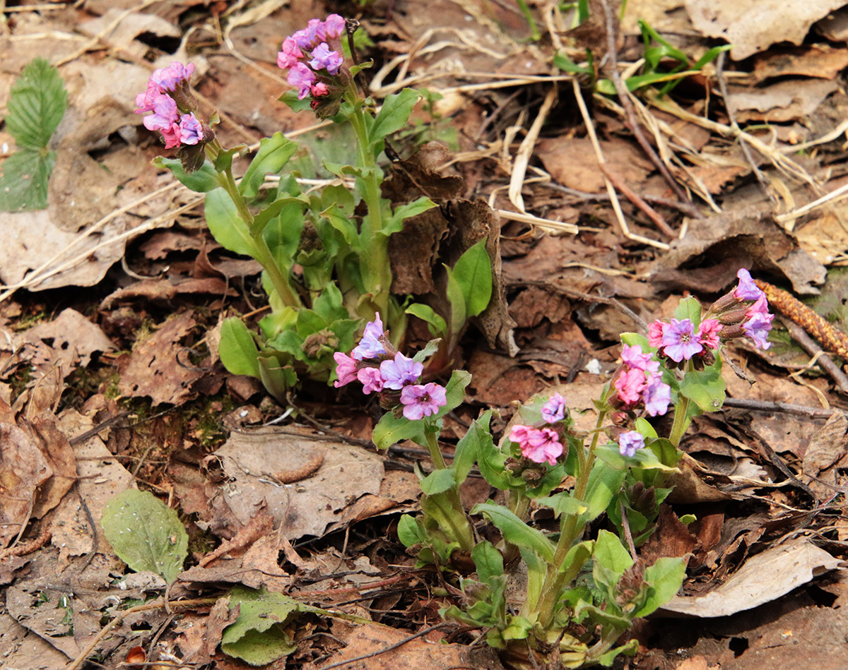 Изображение особи Pulmonaria obscura.