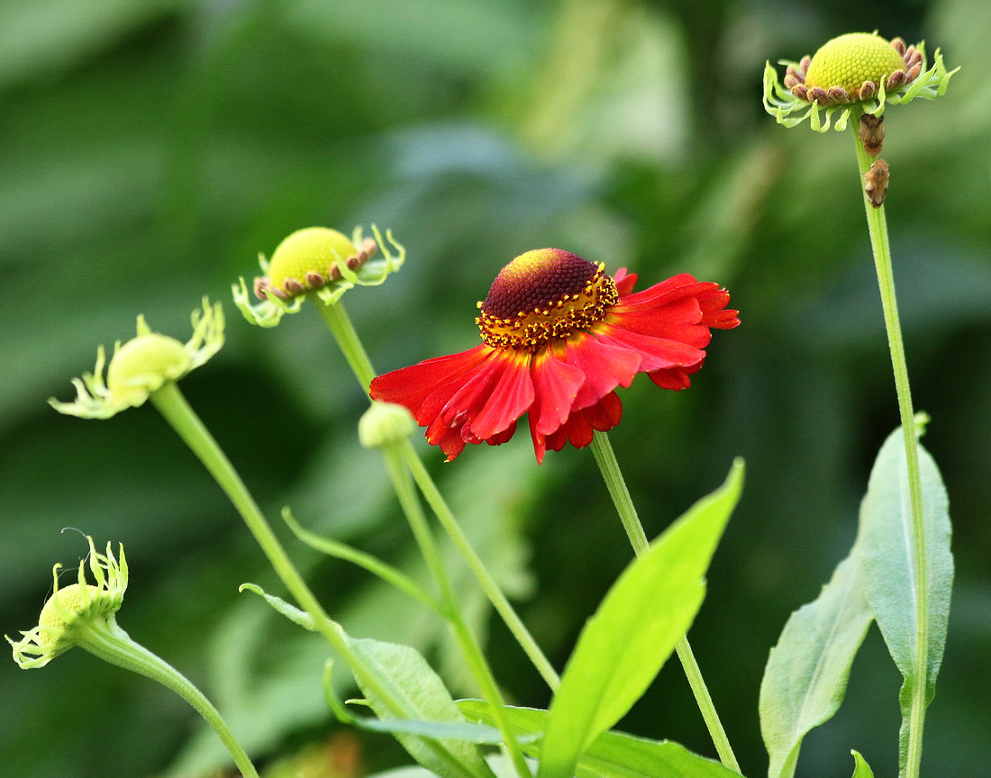 Image of Helenium autumnale specimen.