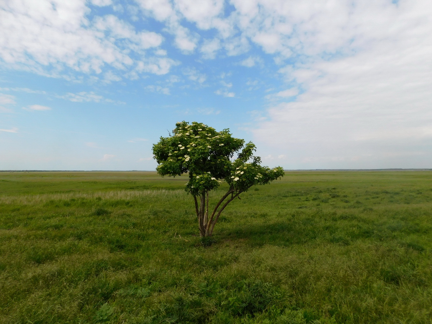 Изображение особи Sambucus nigra.