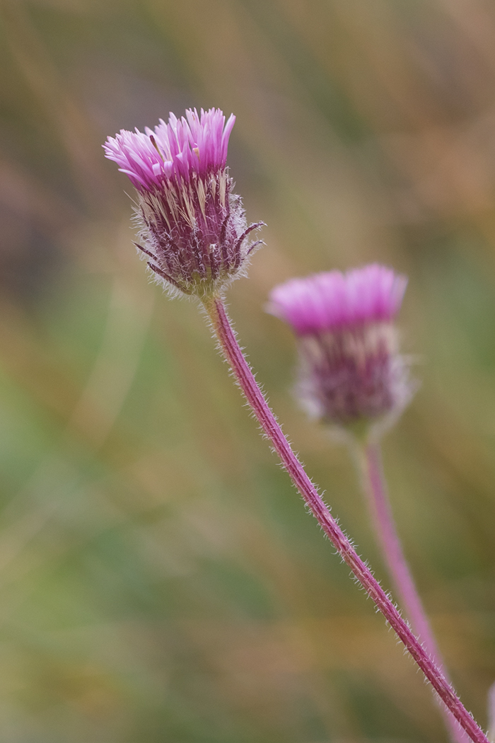 Image of Erigeron uniflorus specimen.