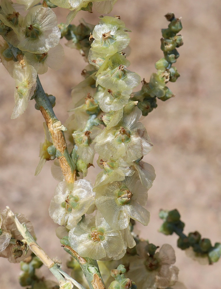 Image of Halothamnus glaucus specimen.