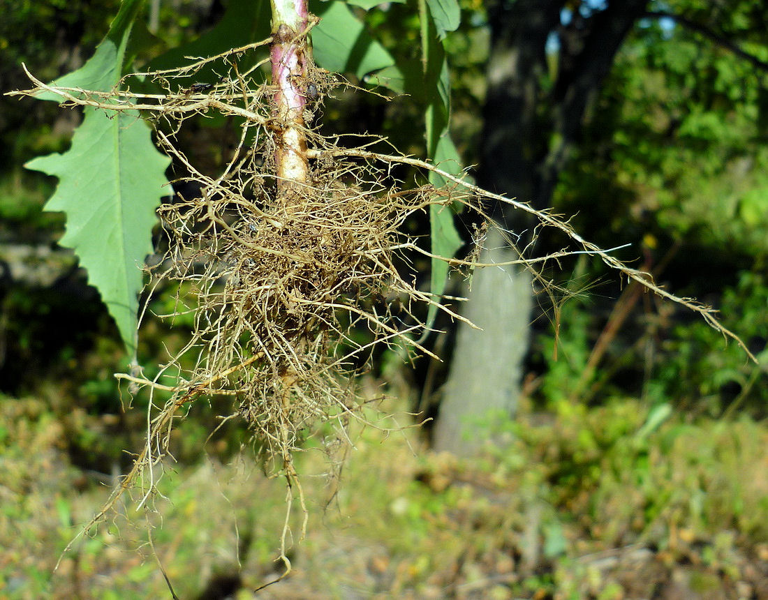 Изображение особи Lactuca indica.