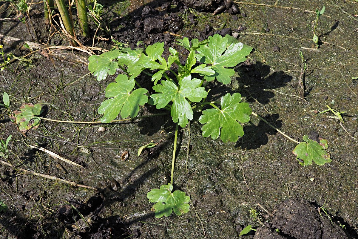 Image of Ranunculus sceleratus specimen.