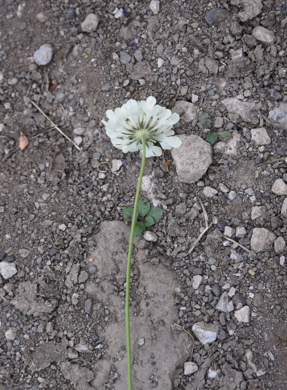 Изображение особи Scabiosa ochroleuca.