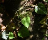 Hedera colchica. Часть побега вегетирующего растения. Республика Адыгея, левый борт долины руч. Сюк, широколиственный лес. 31 июля 2022 г.