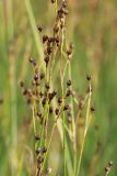 Juncus atrofuscus