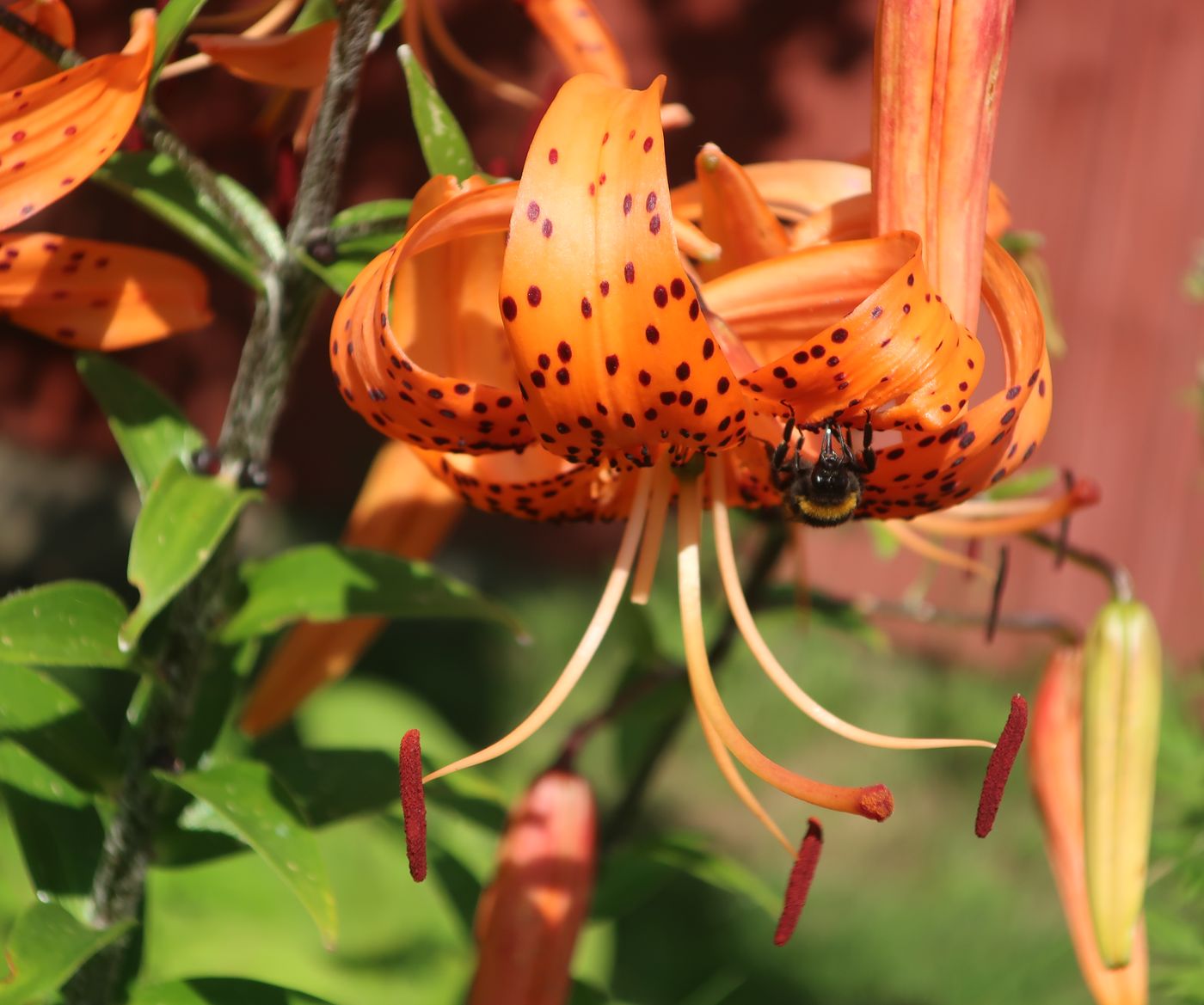 Изображение особи Lilium lancifolium.