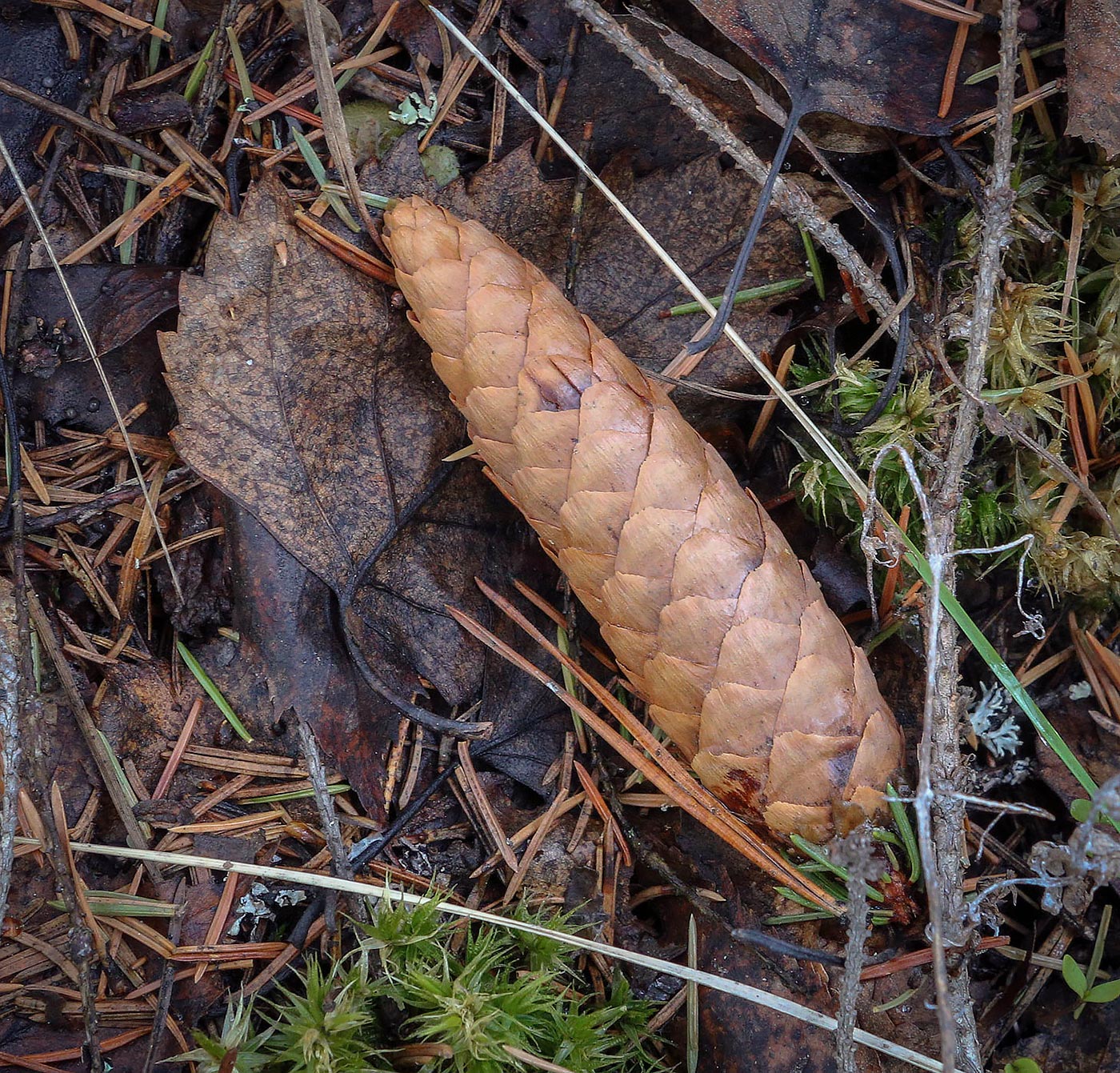 Image of Picea &times; fennica specimen.