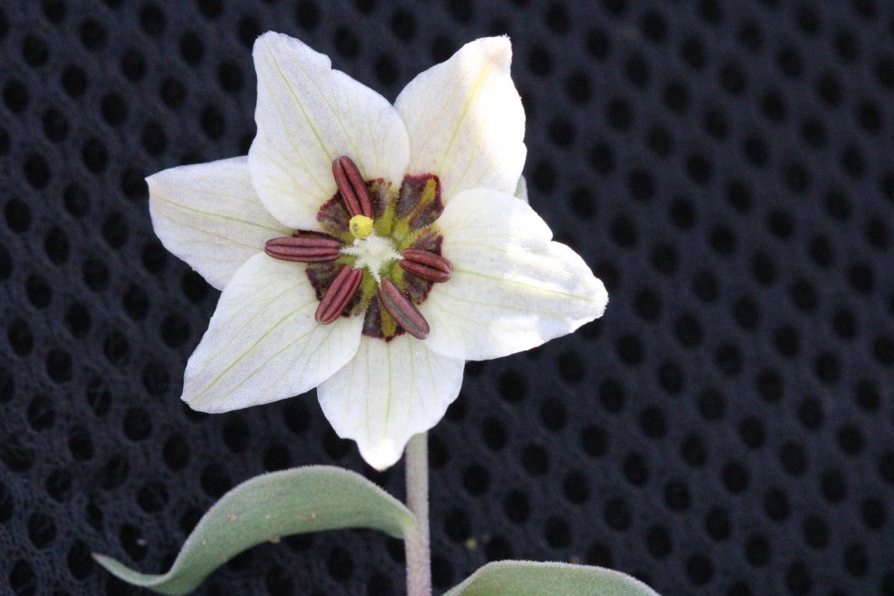 Image of Fritillaria baisunensis specimen.