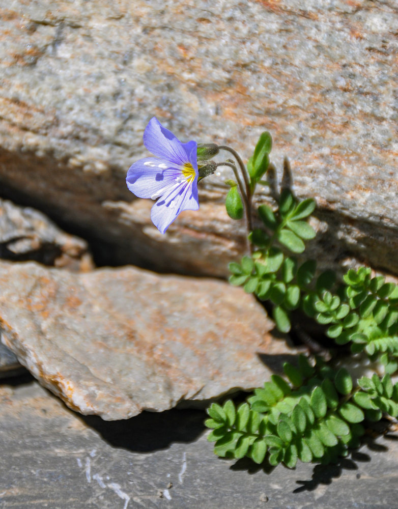 Image of Polemonium boreale specimen.