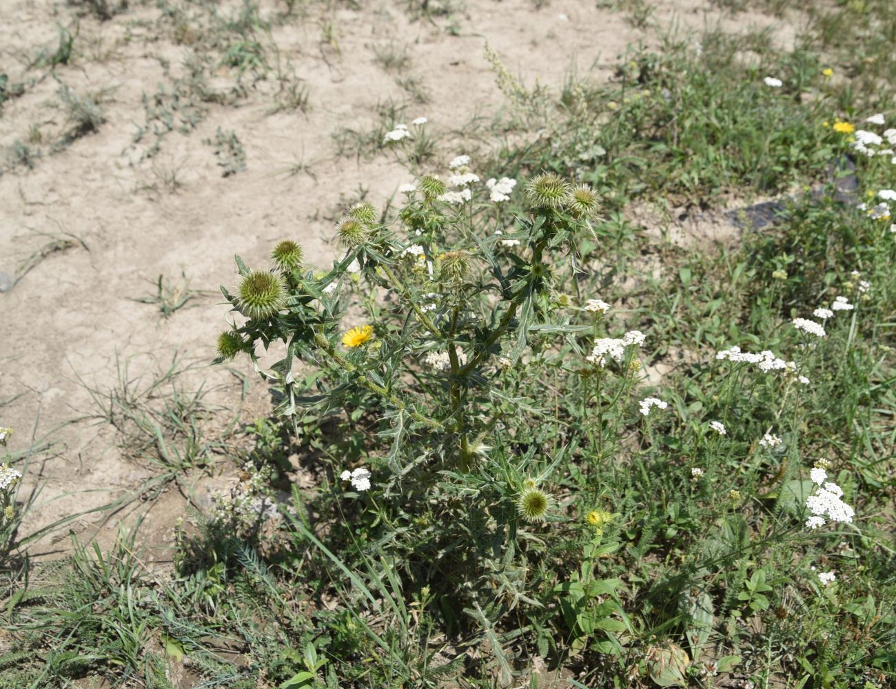 Изображение особи Cirsium ciliatum.