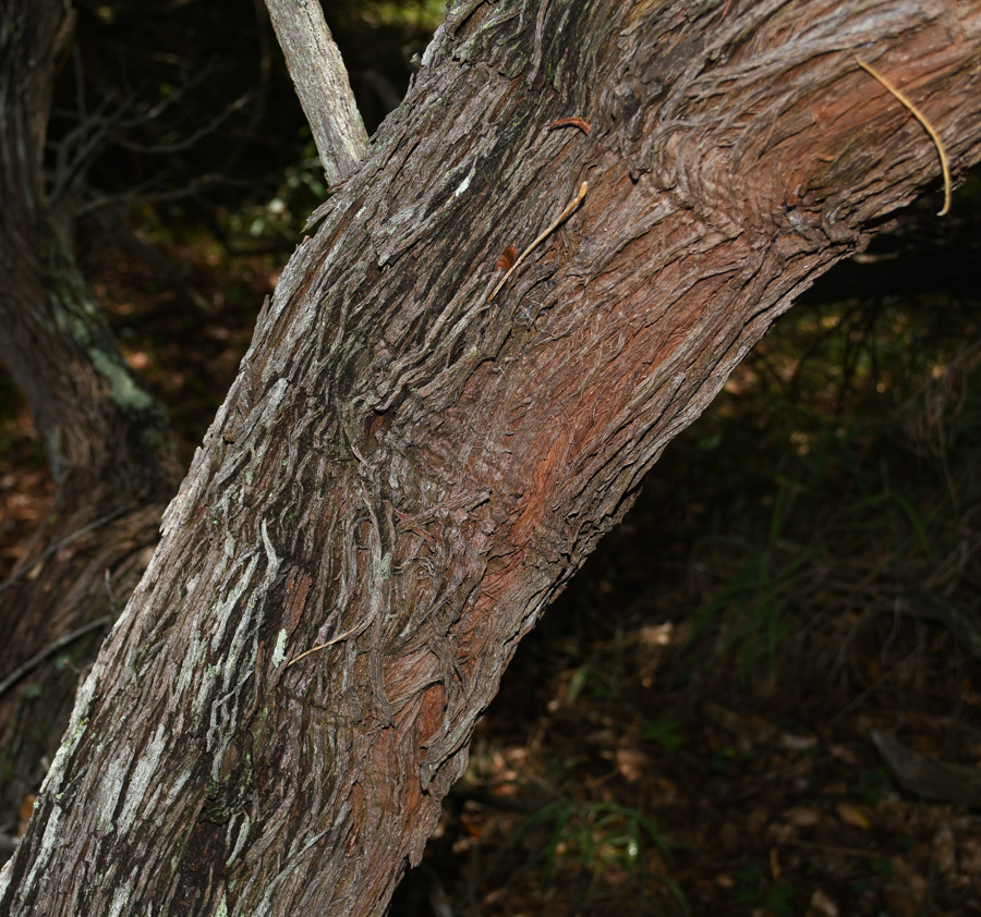 Image of Dodonaea viscosa specimen.