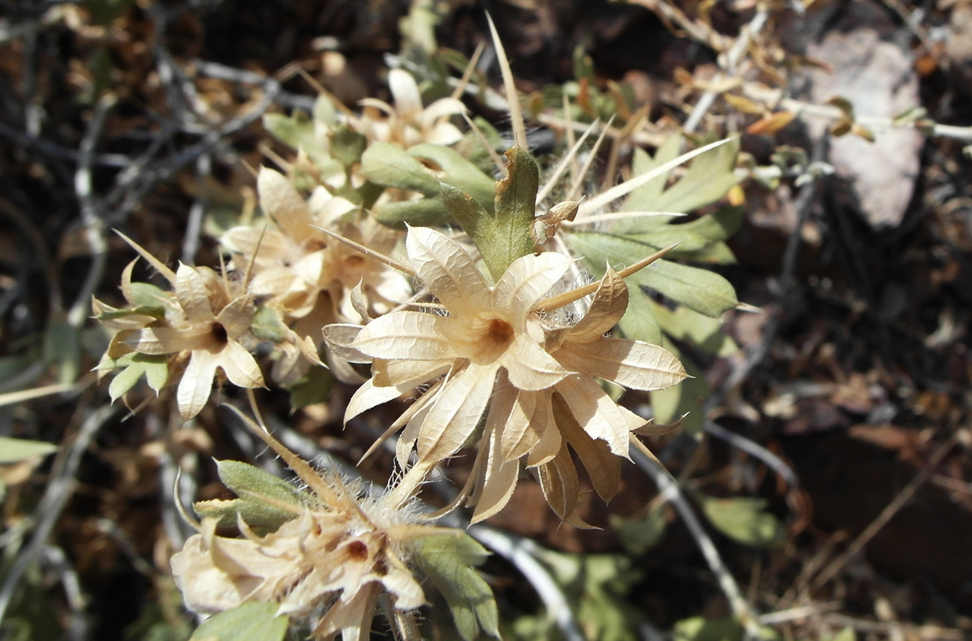 Изображение особи Lagochilus diacanthophyllus.