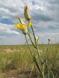 Scorzonera ensifolia. Верхушка растения с развивающимися, цветущим и отцветшим соцветиями и соплодием. Казахстан, Восточно-Казахстанская обл., Самарский р-н, окр. Казнаковской переправы; Зайсанская котловина, Кулуджунские пески. 22 июня 2023 г.