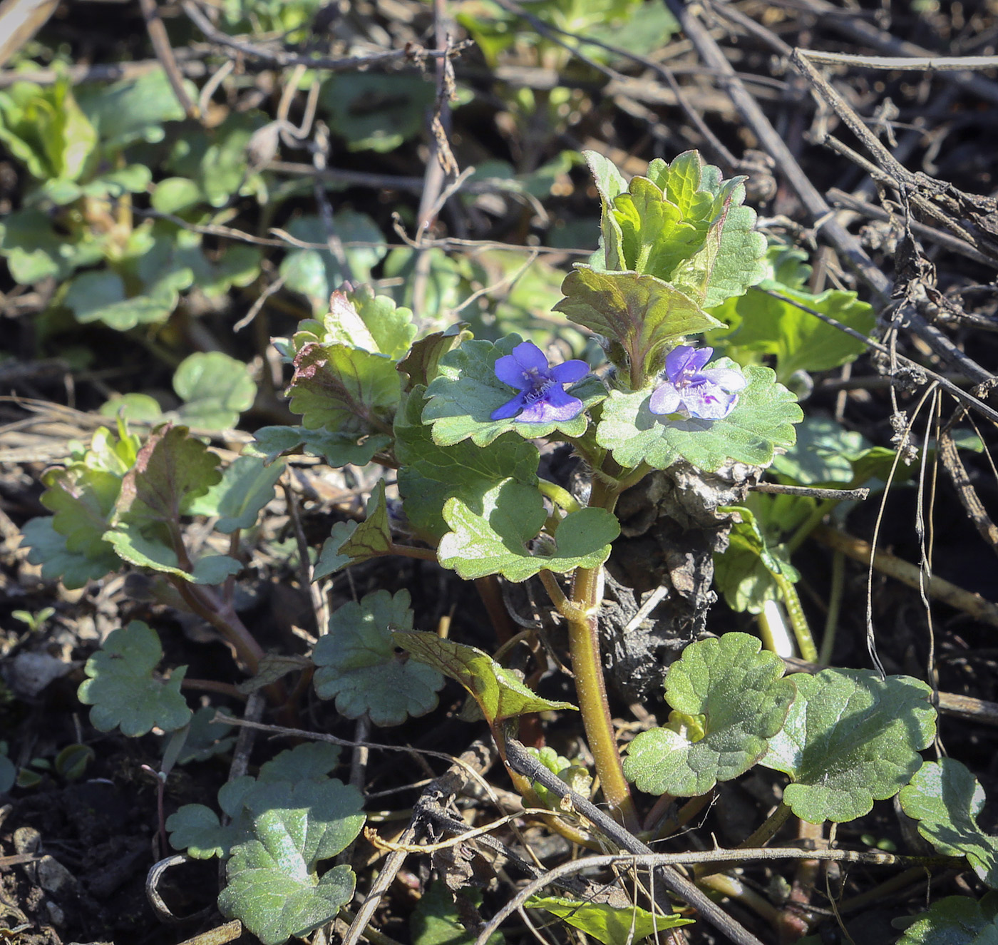 Image of Glechoma hederacea specimen.