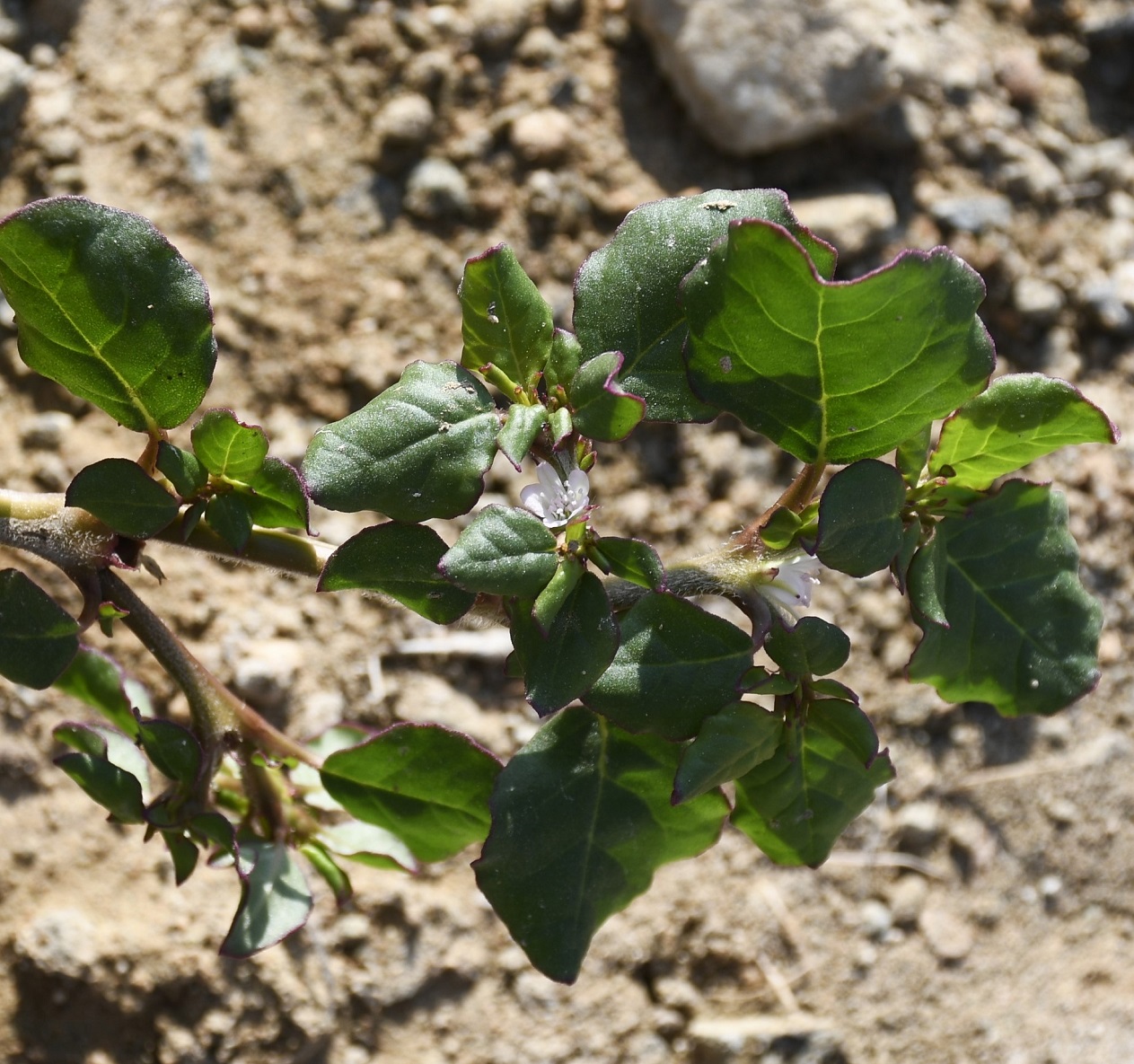 Image of Trianthema portulacastrum specimen.